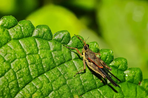 Locust Grasshopper Siting Green Leaf — Stock Photo, Image