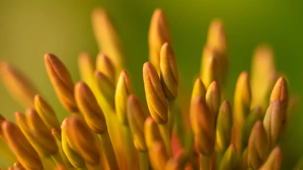 浅绿色背景的亮黄色花蕾的抽象图像 — 图库照片