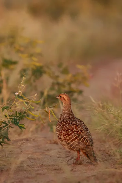 Selective Focus Image Grey Partridge Also Called Grey Francolin Francolinus — Stock Photo, Image