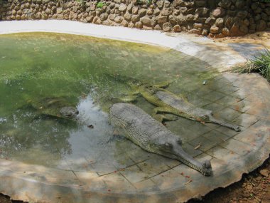 Indian Gharial resting inside a pond in a zoo with their mouth outside water