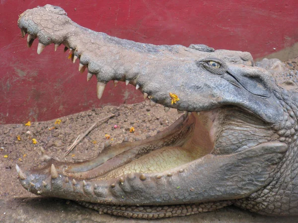 Retrato Cerca Cocodrilo Adulto Con Las Mandíbulas Abiertas Los Dientes —  Fotos de Stock