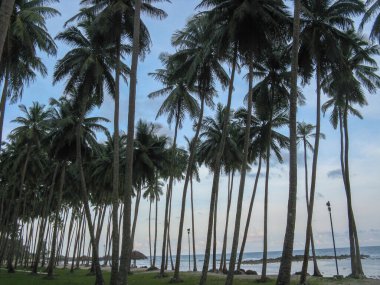 Hindistan cevizi ağaçlarının silueti kumsalda, Port Blair Hindistan 'da kütük sandalyeli.
