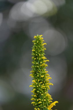 Sarı çiçekli ve bulanık arkaplanı olan yeşil bir sapın seçici odak Makro resmi