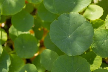 Düz bir şekilde yeşil yuvarlak yaprakların gölgede ve güneş ışığının bazı yerlere düştüğü bir bahçede yatıyordu.