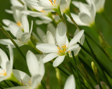 Bahar mevsiminde çiçek açan bir demet güzel beyaz çiçek.