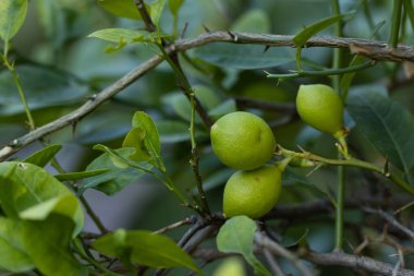Limon ağacının dalında sallanan bir avuç taze yeşil limon.