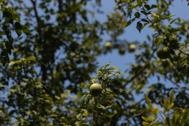 Aegle marmelosu ya da ağaçta yetişen altın elmalar olarak da bilinir.