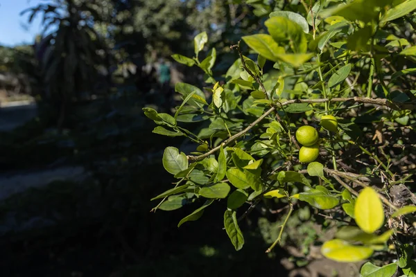 Een Stelletje Verse Groene Citroenen Hangend Aan Tak Van Een — Stockfoto