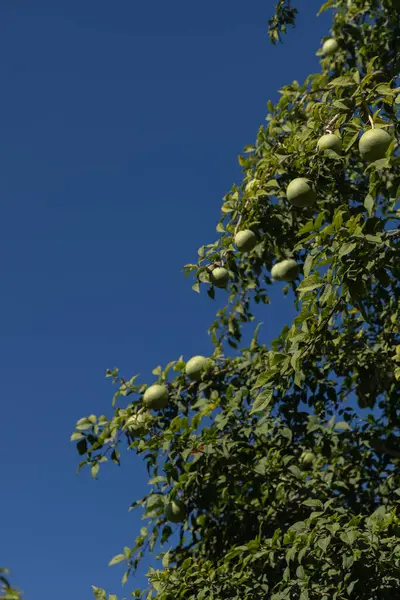 Vrucht Bengaalse Kweepeer Ook Wel Aegle Marmelos Gouden Appels Groeien — Stockfoto