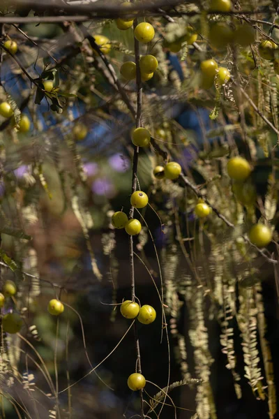 Een Stelletje Kruisbessen Hangend Aan Een Kruisbessenboom Tak — Stockfoto