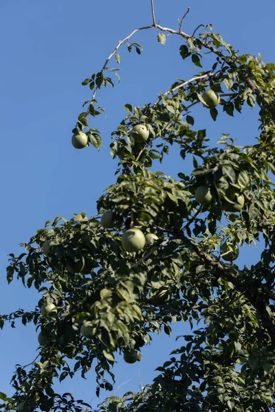 침엽수 Bengal Quince 위에서 자라는 Aegle Marmelos Golden Sakes 도불린다 — 스톡 사진