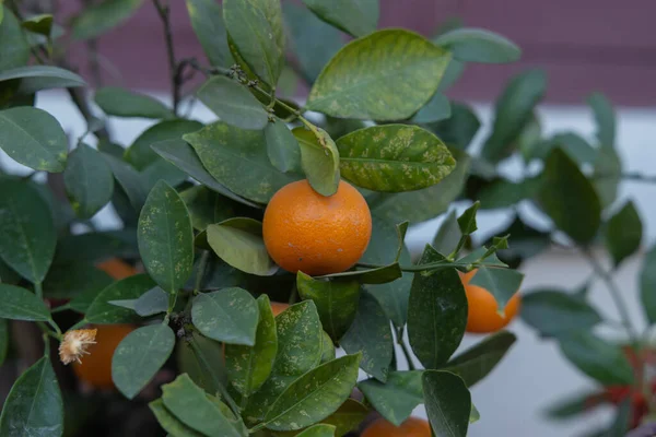 Selectieve Focusafbeelding Van Sinaasappels Hangend Aan Een Sinaasappelboom — Stockfoto