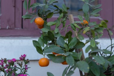 Portakalların portakal ağacına asılı seçici odak görüntüsü