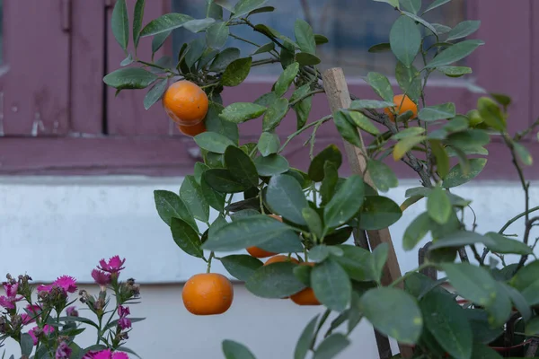 Selectieve Focusafbeelding Van Sinaasappels Hangend Aan Een Sinaasappelboom — Stockfoto