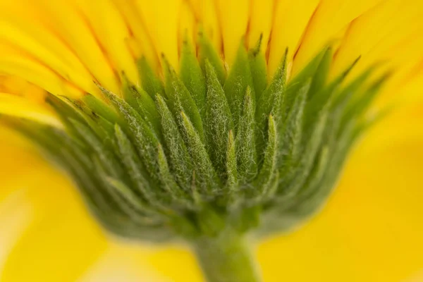 Uma Imagem Macro Close Parte Inferior Uma Flor Gerbera Amarela — Fotografia de Stock