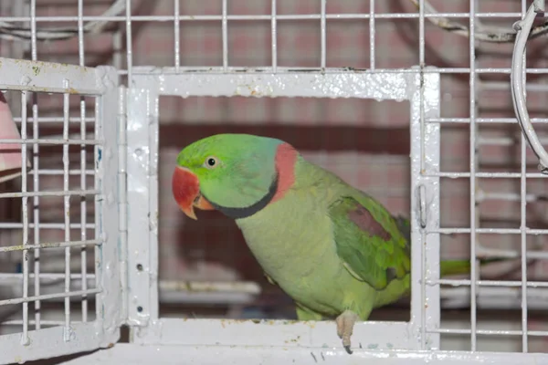 Green Ring Necked Parrot Siting Cage Cage Door Open — Stock Photo, Image