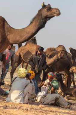 Pushkar, Rajasthan, Hindistan 'da 19 Kasım 2018' de deve festivalinde develeri olan deve tüccarları