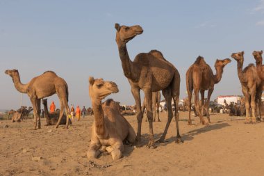 29 Ekim 2017 'de Pushkar, Rajasthan Hindistan' da ticaret için yerde oturan develerin seçici odak noktası.