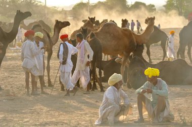 Deve tüccarları, 29 Ekim 2017 'de Hindistan' ın Rajasthan kentindeki Pushkar deve fuarında hayvan ticareti pazarlığı yapıyorlar.
