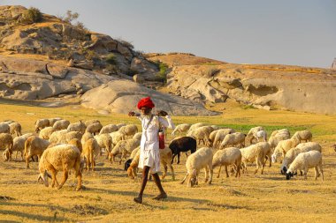 A selective focus image of a Shepard walking with his cattle grazing in the grasslands at Jawai in rajasthan India under the last rays of sun on 23 November 2018 clipart