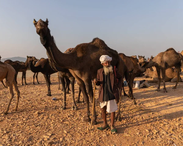 Kameel Handelaren Met Hun Kamelen Pushkar Kameel Festival Pushkar Rajasthan — Stockfoto