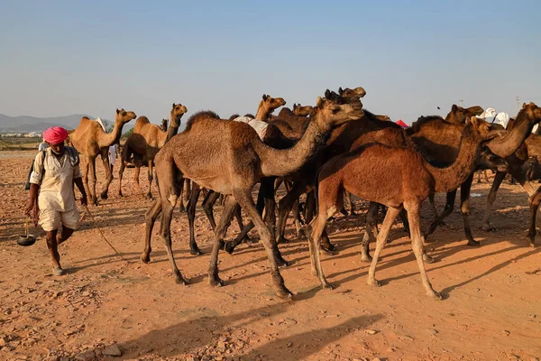 Een Selectief Focusbeeld Van Binnenlandse Kamelen Wandelen Pushkar Kameel Tarief — Stockfoto