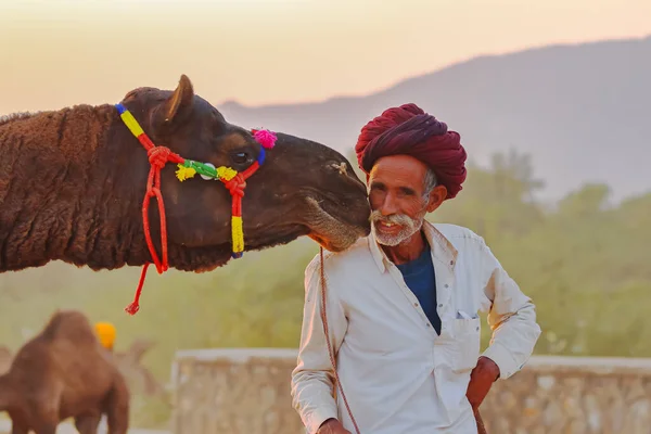 2018年11月18日 インドのラジャスタン州で 牧民の顔に触れたプシュカル フェアのラクダ — ストック写真