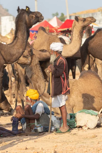 2018年11月19日 インド ラジャスタン州プシュカルで開催されたプシュカル ラクダ祭りでラクダの取引業者 — ストック写真