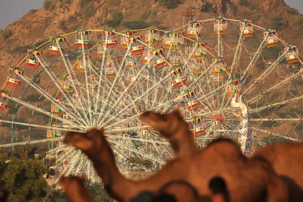 Selectief Focusbeeld Van Giant Wheel Ride Voorgrond Als Hoofdonderwerp Kamelen — Stockfoto