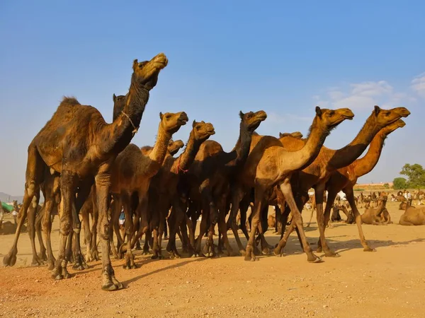 Immagine Selettiva Cammelli Domestici Che Camminano Prezzo Del Cammello Pushkar — Foto Stock