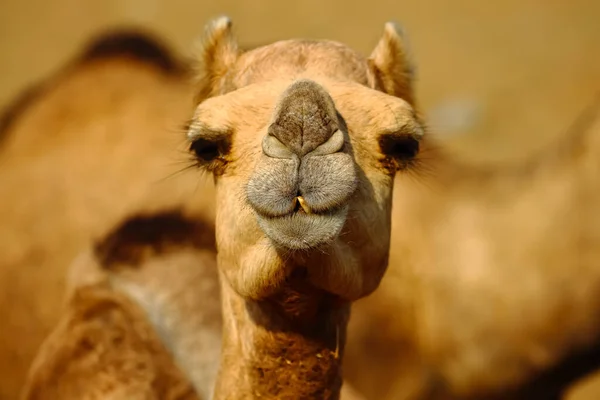 Close Front Portrait Camel Looking Camera Blur Brown Background — Stock Photo, Image