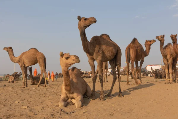 Ein Selektiver Fokus Bild Der Inländischen Kamele Sitzen Auf Dem — Stockfoto