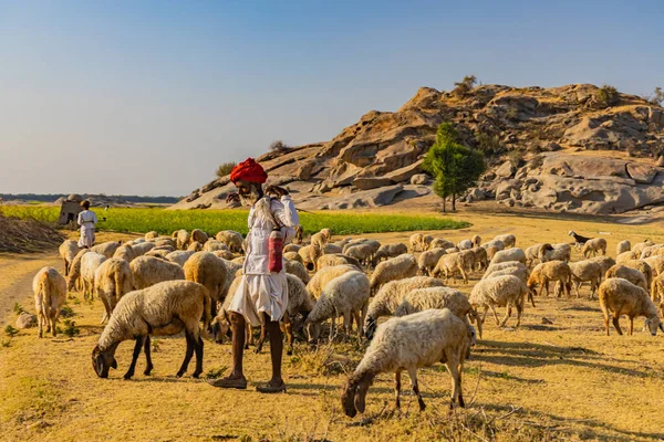 Shepard Cammina Con Suo Bestiame Pascolo Nelle Praterie Jawai Rajasthan — Foto Stock