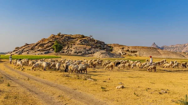 Shepard Cammina Con Suo Bestiame Pascolo Nelle Praterie Jawai Rajasthan — Foto Stock