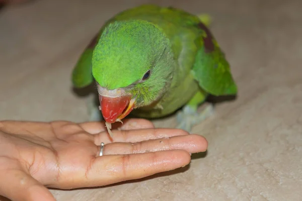 Bild Eines Jugendlichen Papageis Der Von Hand Futter Essen Bekommt — Stockfoto