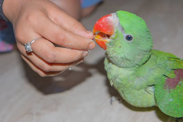 Obraz Młodocianej Papugi Karmiącej Się Jedzeniem Ręcznie — Zdjęcie stockowe