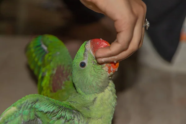 Image Juvenile Parrot Being Given Food Eat Hand — Stock Photo, Image