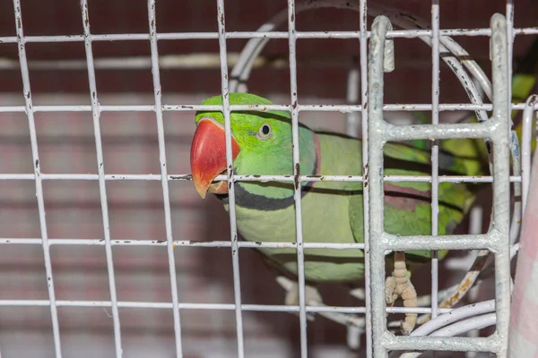 Papagaio Verde Enjaulado Mordendo Grades Gaiola Com Seu Bico Vermelho — Fotografia de Stock