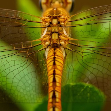 Dragonfly kanatlarının Macro 'sunu yakın plan çek ve geri dön. 