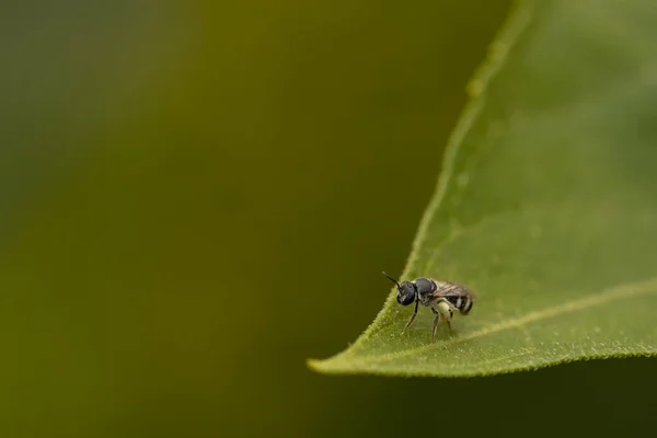 Макроизображение Маленькой Черной Пчелы Сидящей Зеленом Листе Размытым Фоном — стоковое фото