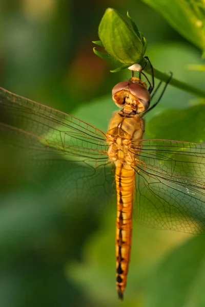 Une Image Macro Rapprochée Des Ailes Dos Des Yeux Une — Photo