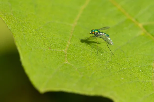 緑の葉の上に座っている長い脚のハエの選択的な焦点画像 — ストック写真