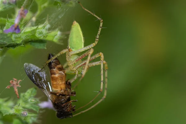 Uma Aranha Verde Capturando Inseto Marrom Com Asas Enredadas Sua — Fotografia de Stock