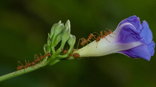 许多红蚂蚁在紫色花茎上的宏观形象 — 图库照片
