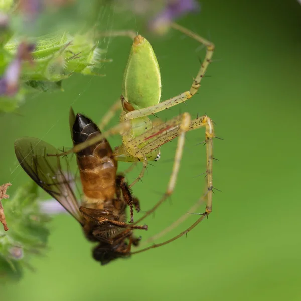 Kanatları Ağa Dolanmış Kahverengi Bir Böceği Yakalayan Yeşil Bir Örümcek — Stok fotoğraf