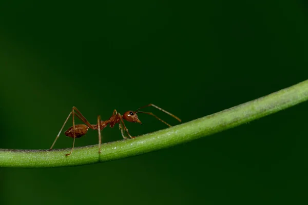 Close Macro Red Ant Walking Green Stem Blurred Green Background — Stock Photo, Image