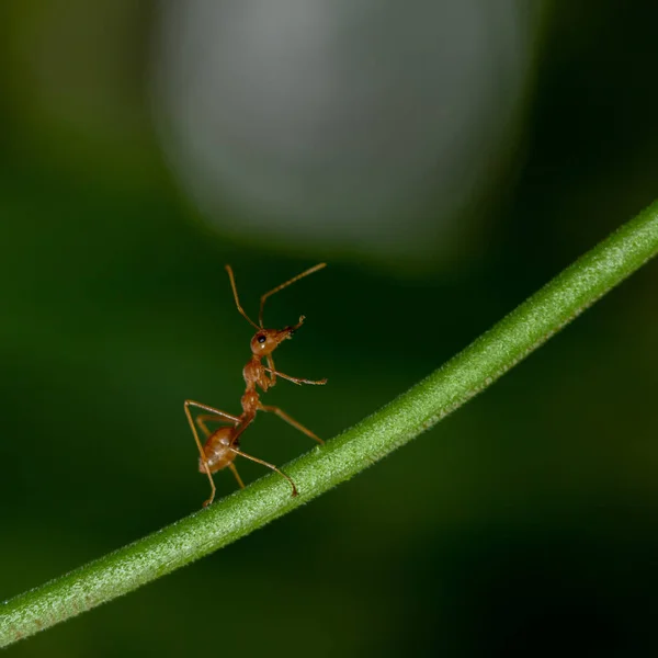 Nahaufnahme Makro Einer Roten Ameise Die Auf Einem Grünen Stamm — Stockfoto