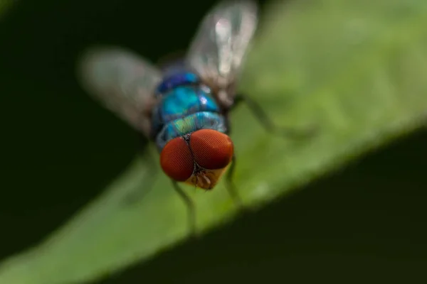 Selektivní Zaměření Makro Obraz Červených Očí Mouchy Sedící Zeleném Listu — Stock fotografie