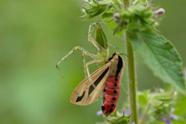 Green Spider Capturing Brown Insect Wings Entangled Its Web — Stock Photo, Image