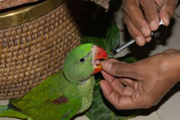 Juvenile Parrot Being Offered Food Eat Palm — Stock Photo, Image